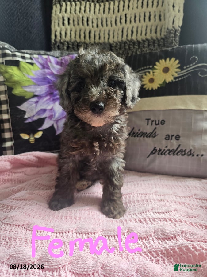 Miniature Poodle dogs for sale: Tessa - Ad 3