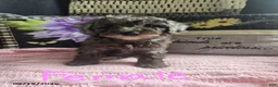 Miniature Poodle dogs for sale: Tessa - Ad 1