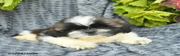 Shih Tzu dogs for sale: Ninja - Ad 3