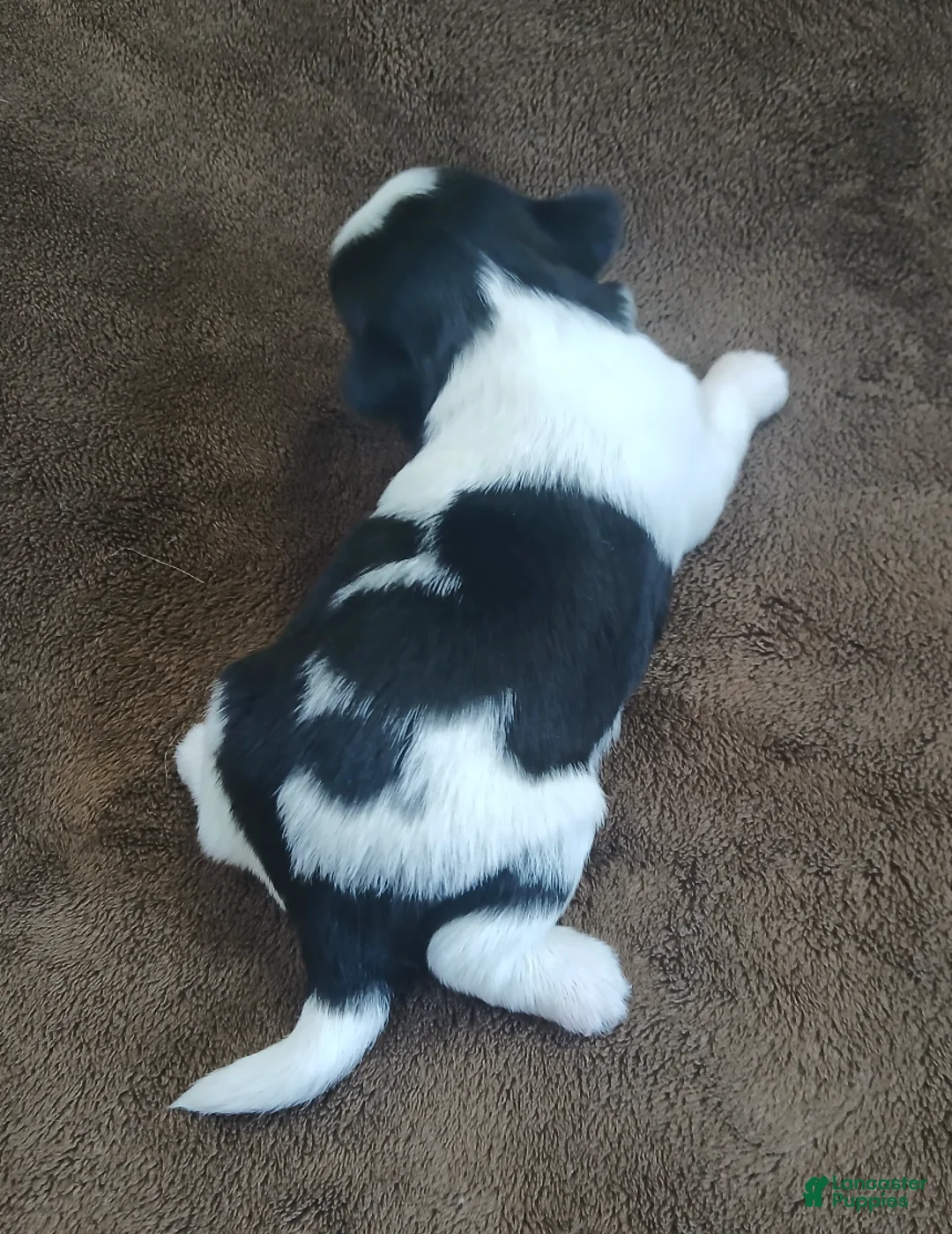 Shih Tzu dogs for sale: Imperial Smurf - Ad 1