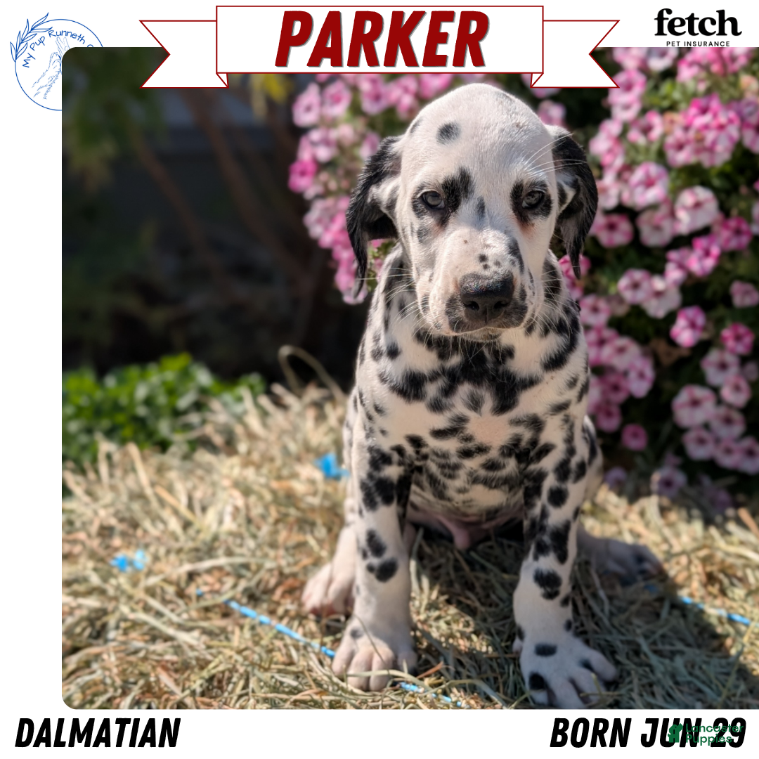 Dalmatian dogs Parker - Ad 1