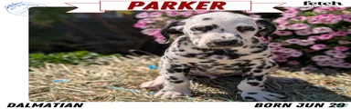 Parker