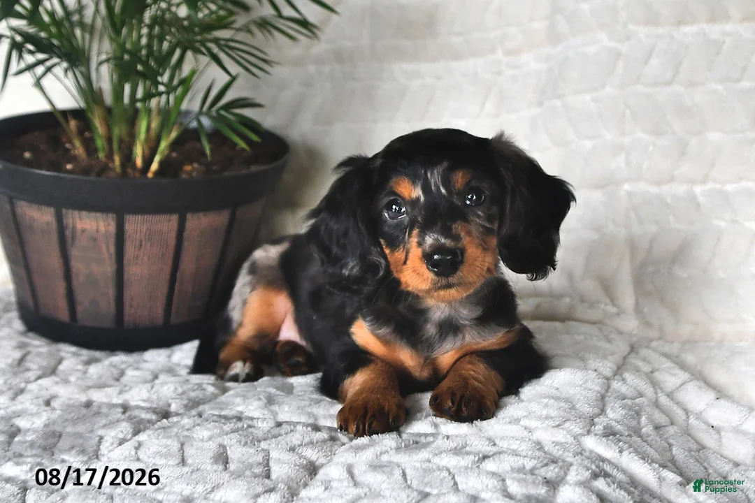 Miniature Dachshund dogs for sale: Little Jim - Ad 2