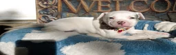 American Bully dogs for sale: "DOLLY PARTON" WHITE MERLE - Ad 3