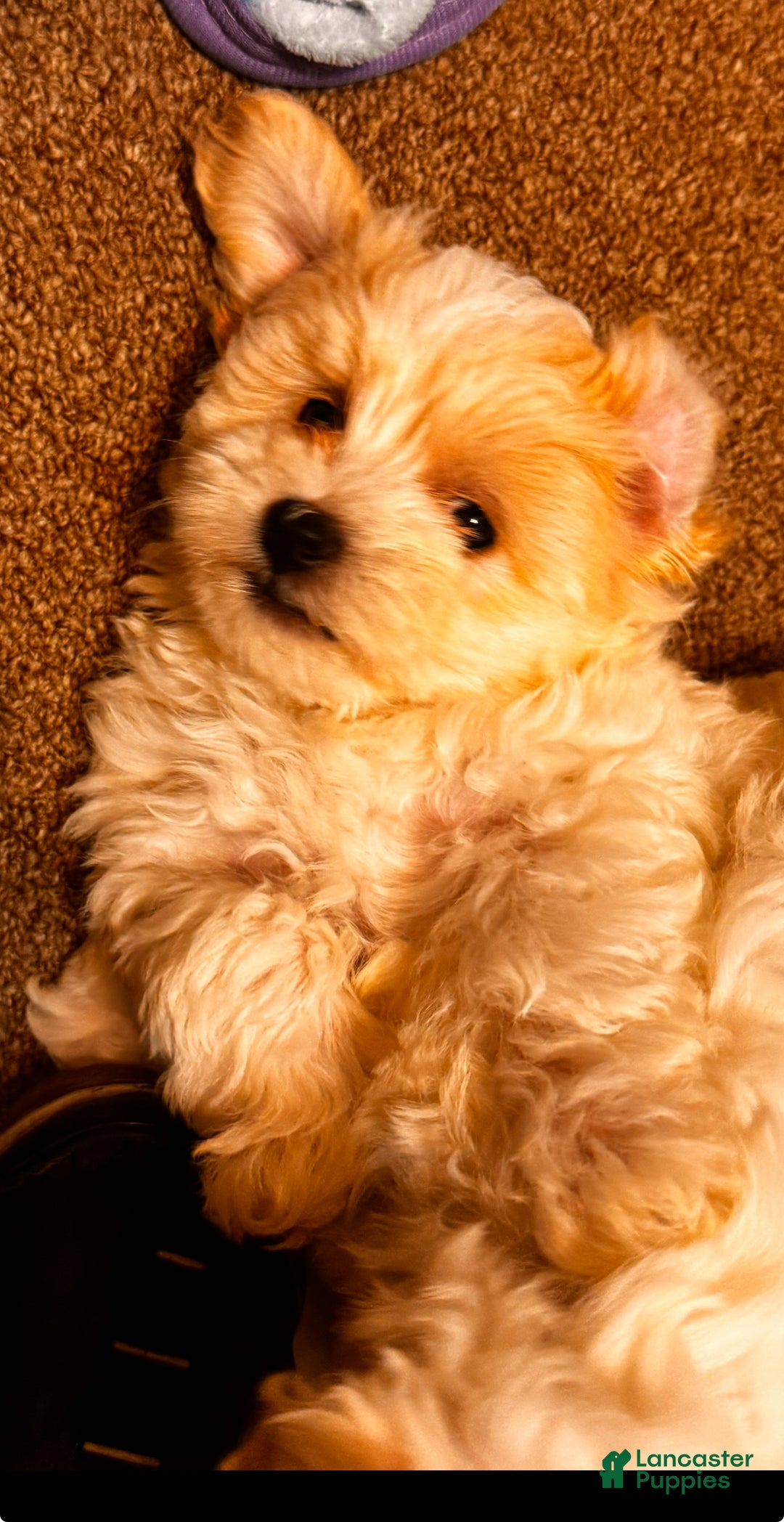 Maltipoo dogs for sale: Maltipoo Puppy 2 - Ad 4