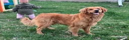 Golden Retriever dogs for sale: Max - Ad 6