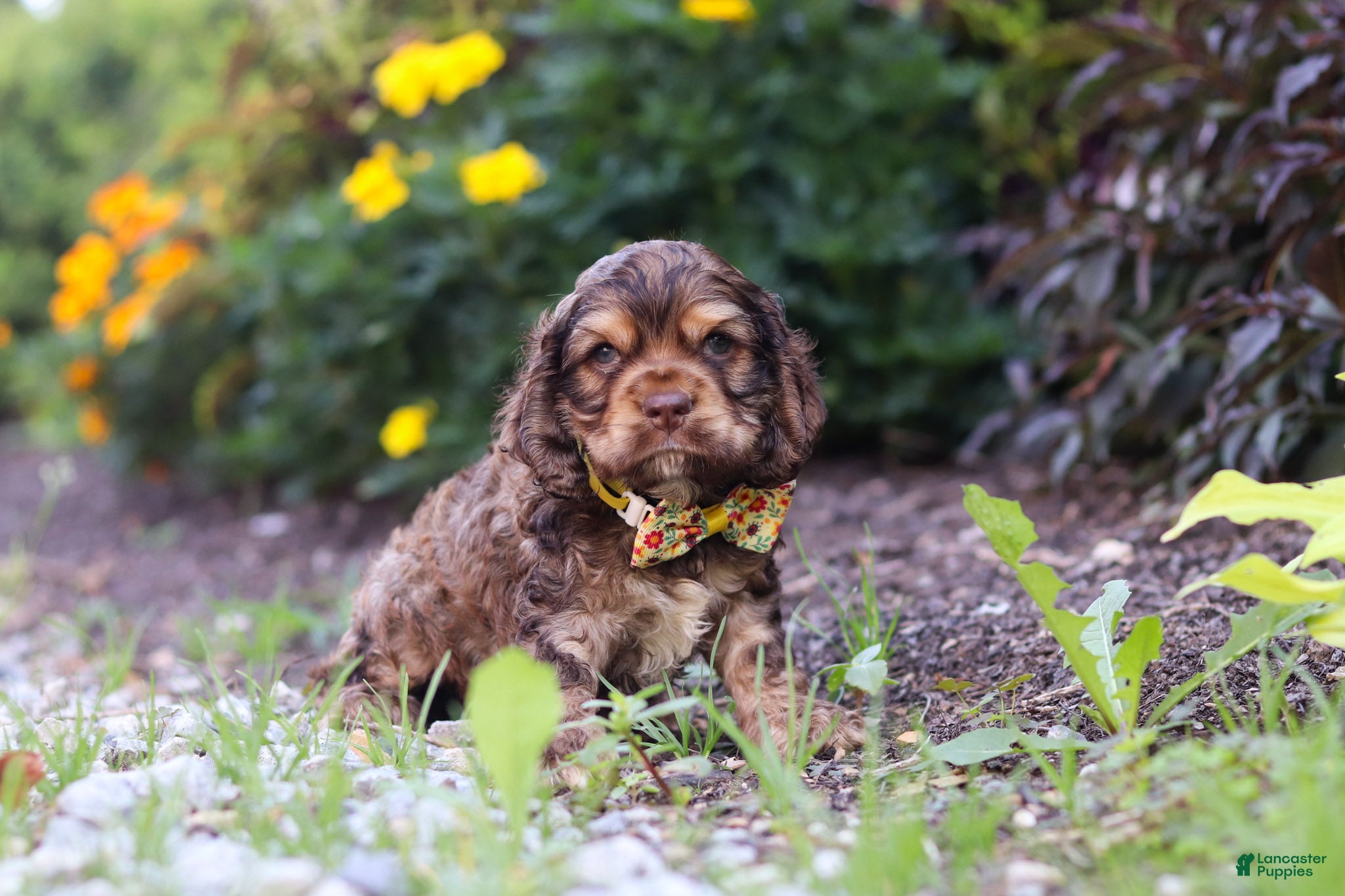 Cocker Spaniel dogs Maverick - Ad 2