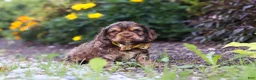 Cocker Spaniel dogs for sale: Maverick - Ad 2