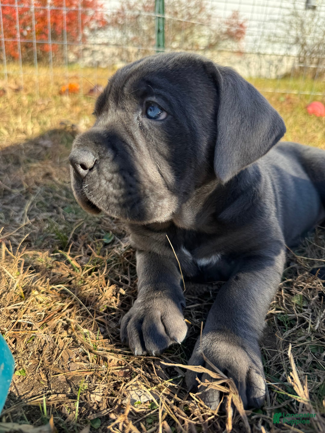 Cane Corso dogs for sale: Persephone - Ad 2