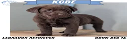 Labrador Retriever dogs for sale: Kobe - Ad 1