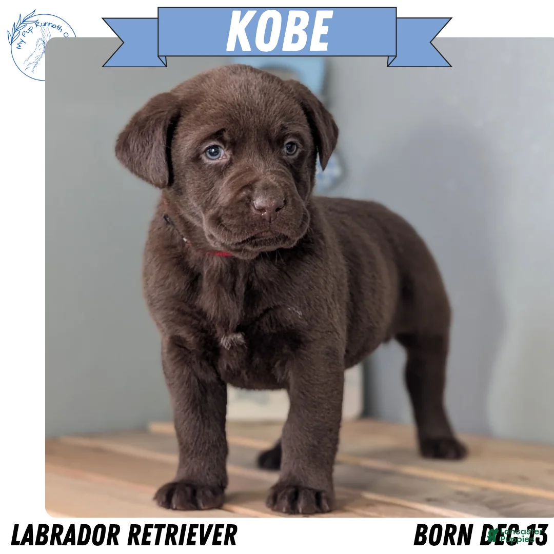 Labrador Retriever dogs for sale: Kobe - Ad 1