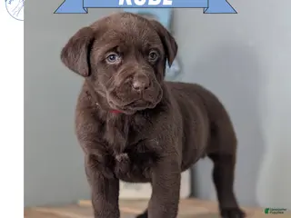 Labrador Retriever dogs Kobe - Ad 5