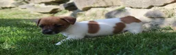 Jack Russell Terrier dogs for sale: Luna - Ad 3