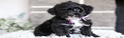Yorkiepoo dogs for sale: Raven - Ad 6