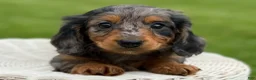 Miniature Dachshund dogs for sale: Maple - Ad 5