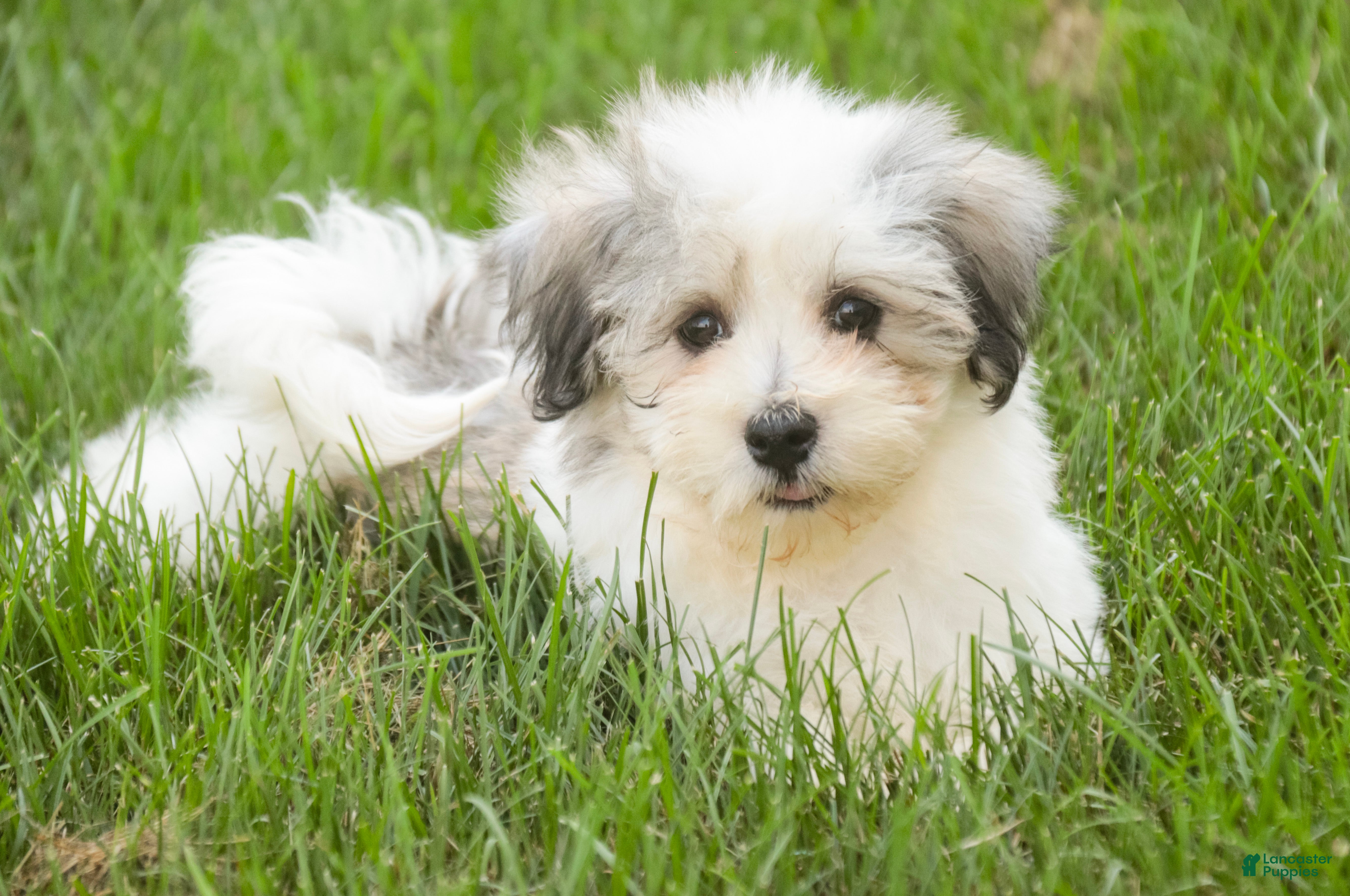 Havanese dogs Florence - Ad 1