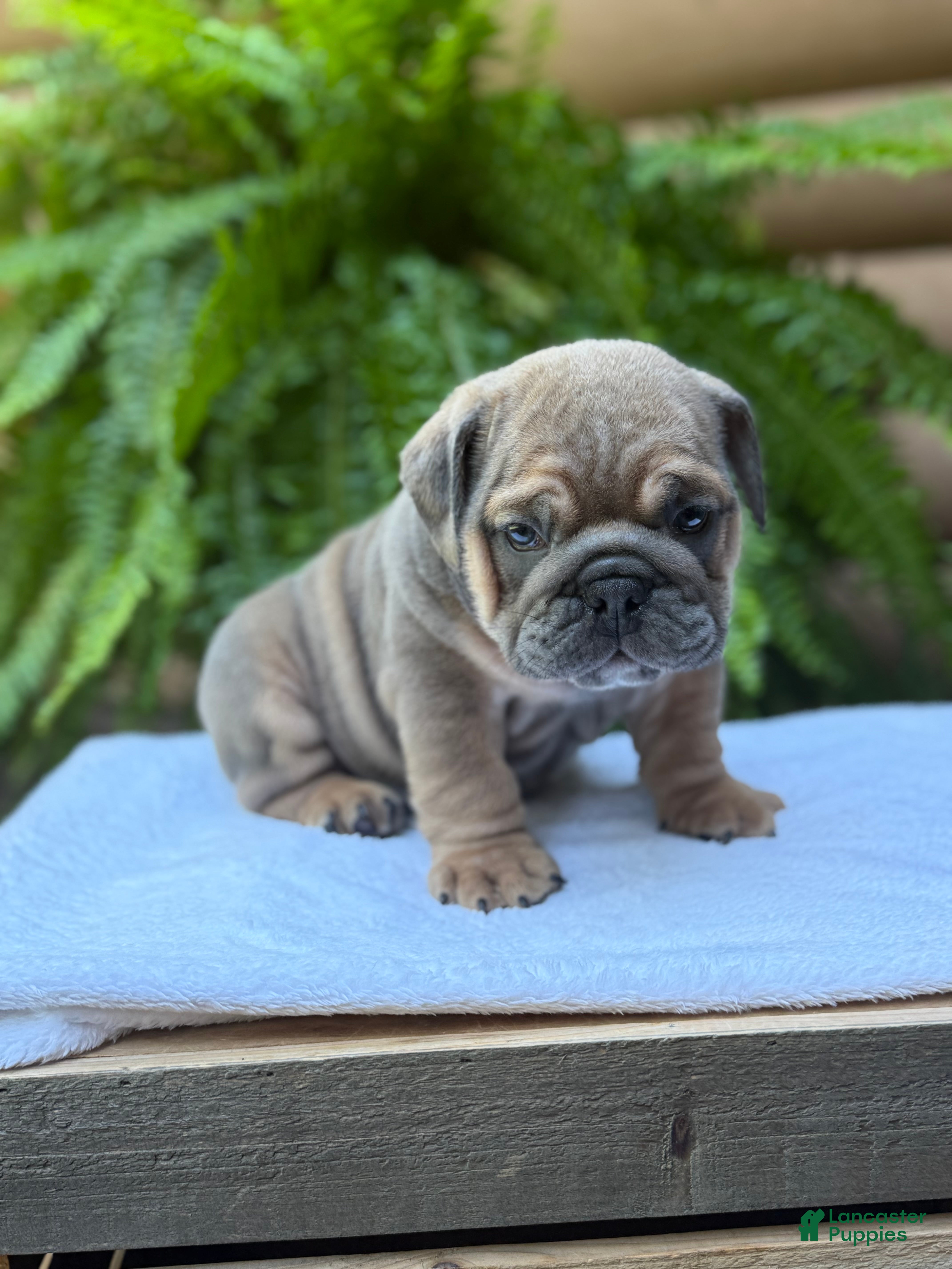 English Bulldog dogs Milo  - Ad 1