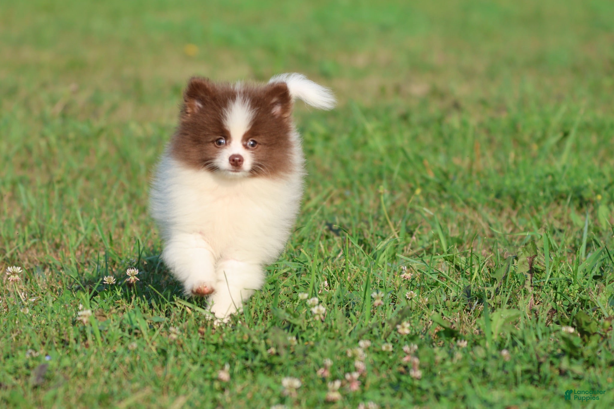 Pomeranian dogs Coco Puffs - Ad 2