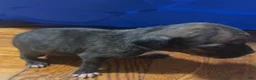 Mixed Breed dogs for sale: Mixed Breed 1 - Ad 4