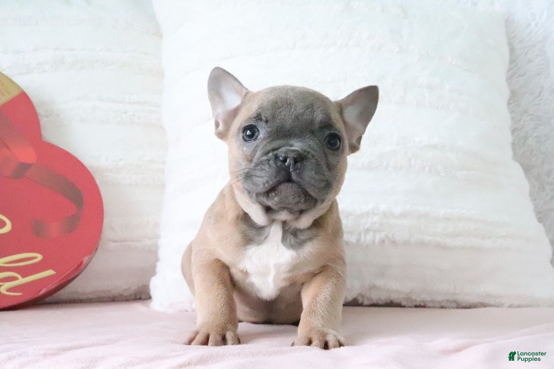 French Bulldog dogs for sale: Sally - Ad 5