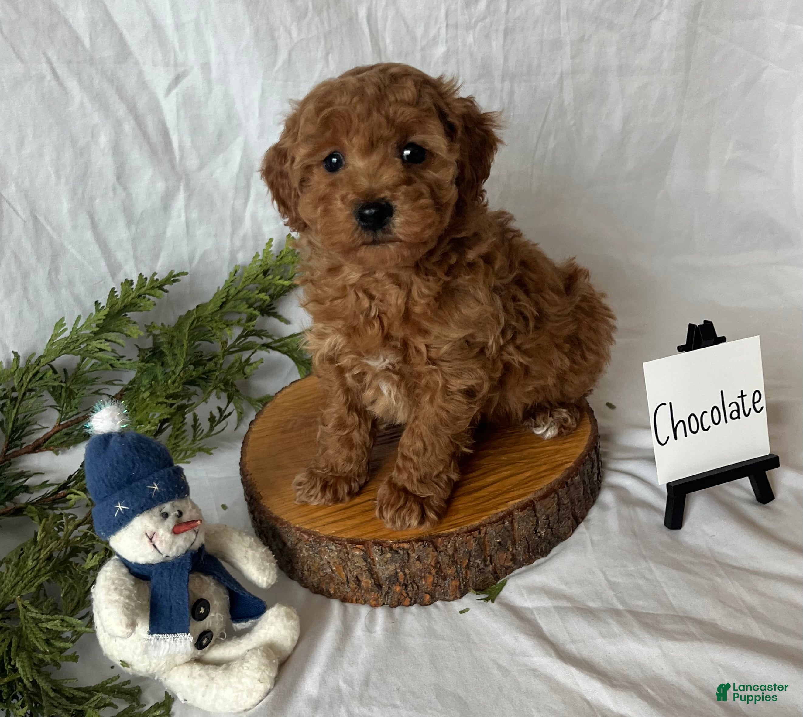 Maltipoo dogs Chocolate  - Ad 8