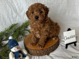 Maltipoo dogs Chocolate - Ad 35