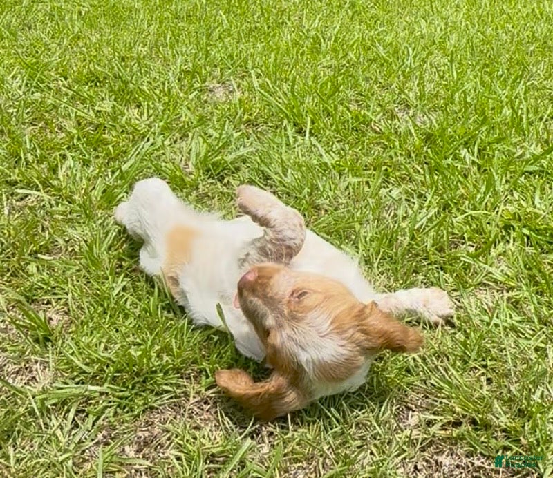 Brittany Spaniel dogs Maggie - Ad 1
