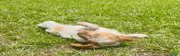 Brittany Spaniel dogs for sale: Maggie - Ad 1