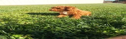 Toy Poodle dogs for sale: Prancer - Ad 4