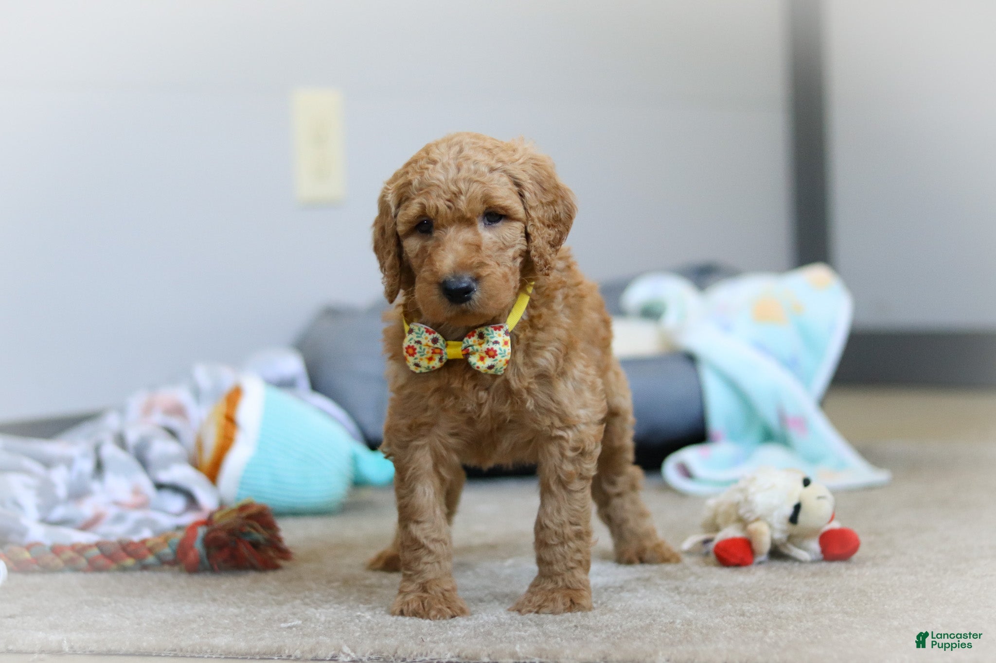 Standard Poodle dogs Bruno AKC - Ad 1