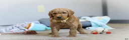 Standard Poodle dogs for sale: Bruno AKC - Ad 1