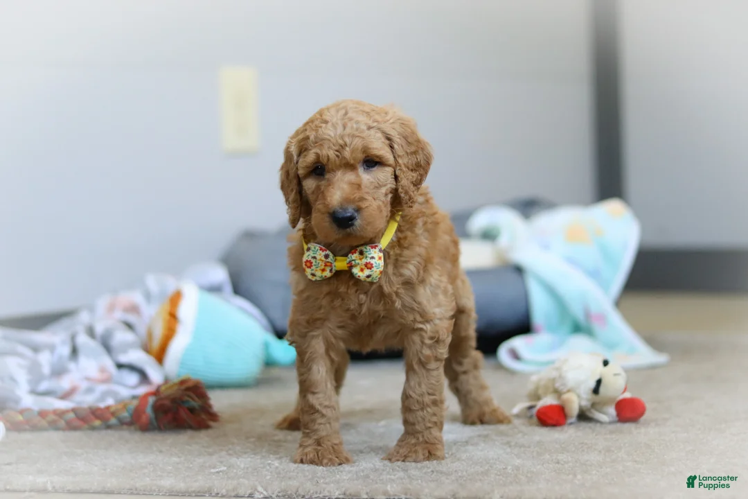 Standard Poodle dogs for sale: Bruno AKC - Ad 1