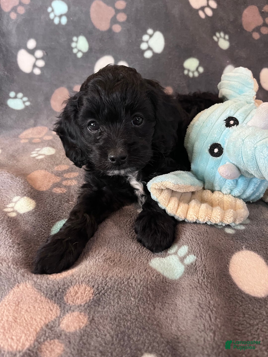 Cockapoo dogs for sale: Cockapoo Puppy 1 - Ad 5
