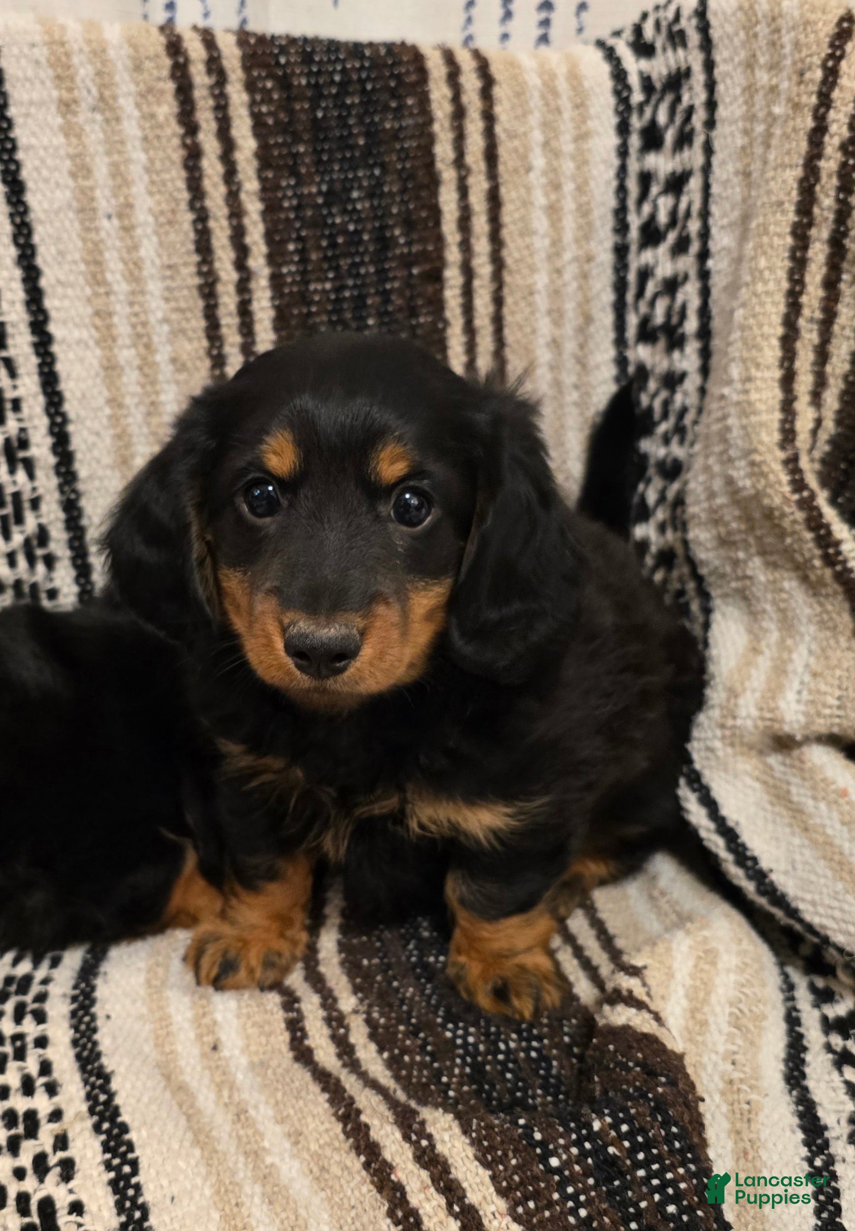 Miniature Dachshund dogs Theo  - Ad 1