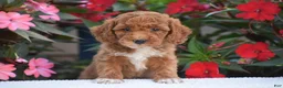 Mini Goldendoodle dogs for sale: Annabelle - Mini F1BB - Ad 3