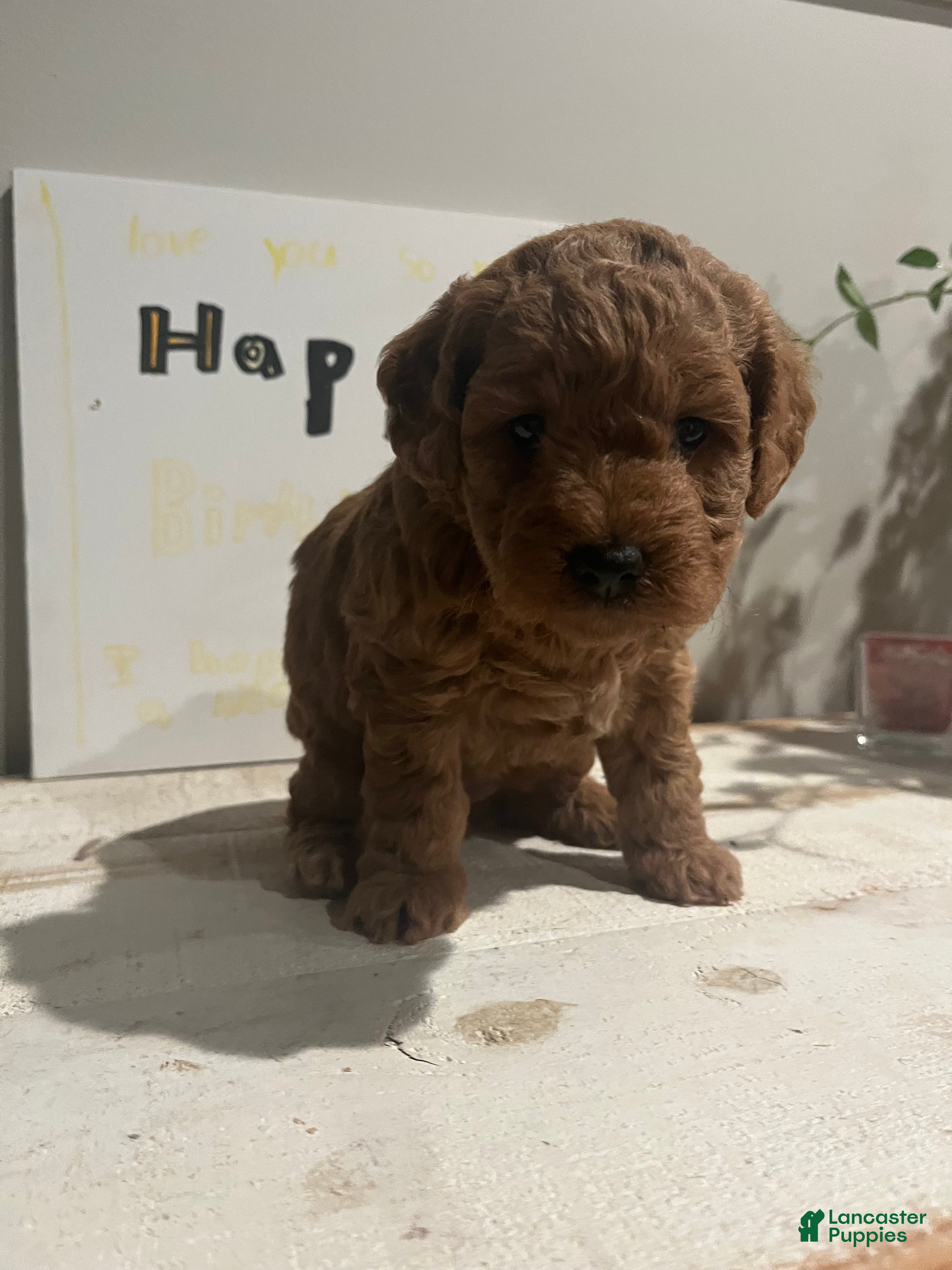 Doodle / designer cross (Doodle / designer cross, Female) in Colts Neck, NJ