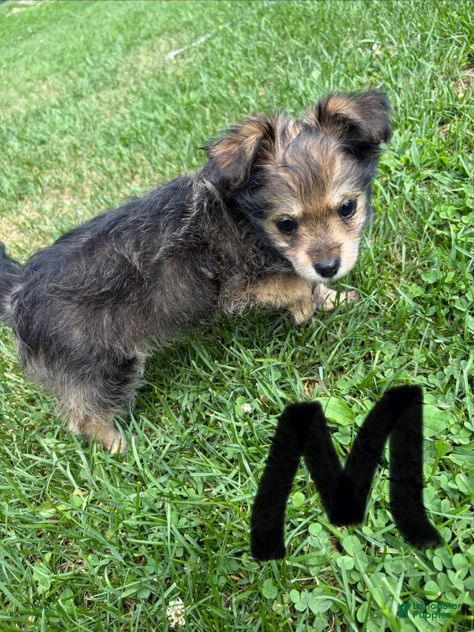 Chorkie dogs Chorkie 1 - Ad 14