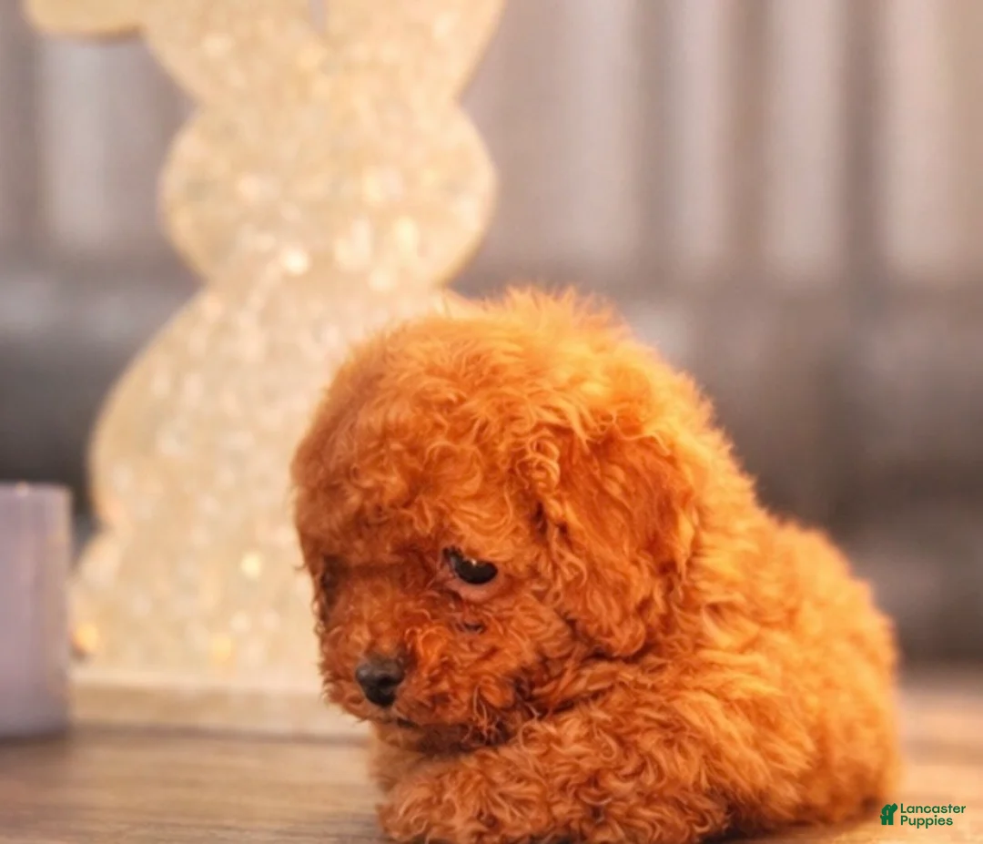 Toy Poodle dogs for sale: Toy Poodle Puppy 2 - Ad 2