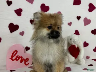 Pomeranian dogs Pomeranian Puppy 1 - Ad 15