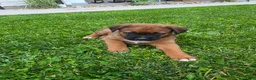 Mixed Breed dogs for sale: Duke - Ad 10