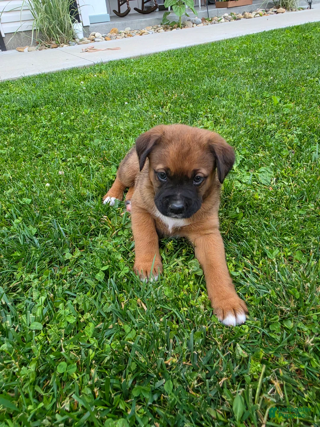 Mixed Breed dogs for sale: Duke - Ad 10