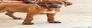 Rhodesian Ridgeback Mr Royal Blue