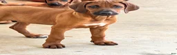 Rhodesian Ridgeback dogs for sale: Rhodesian Ridgeback Mr Royal Blue - Ad 1