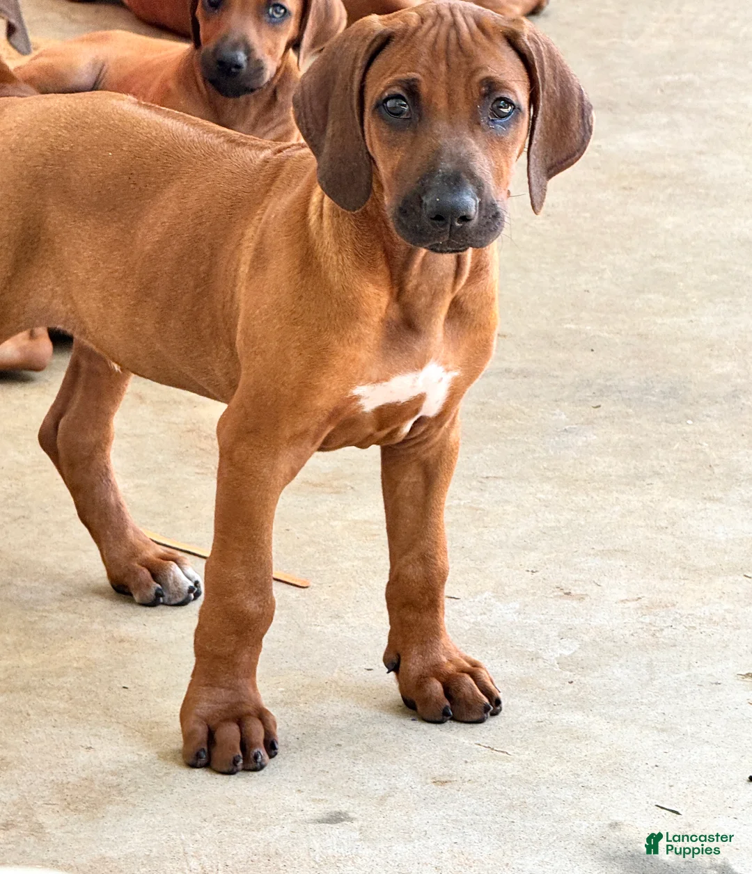Rhodesian Ridgeback dogs for sale: Rhodesian Ridgeback Mr Royal Blue - Ad 1