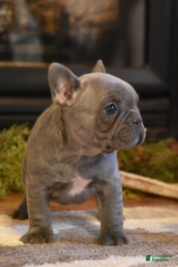 French Bulldog dogs Rose  - Ad 2