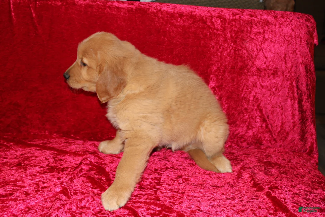 Golden Retriever dogs for sale: Golden Retriever Puppy 1 - Ad 9