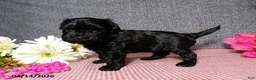 Havapoo dogs for sale: Bianca - Ad 5