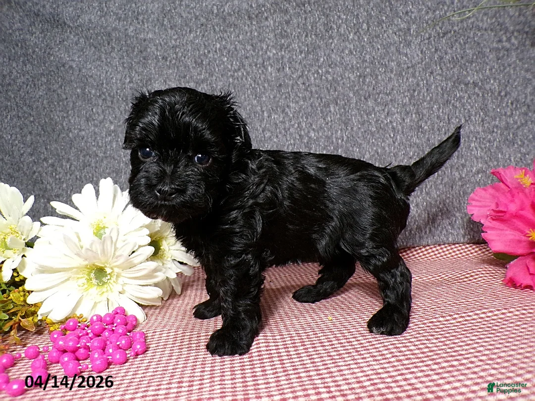 Havapoo dogs for sale: Bianca - Ad 5