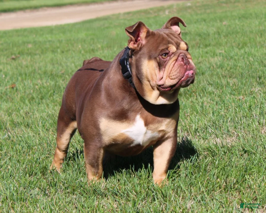 English Bulldog dogs for sale: Kipp - Ad 8