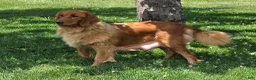 Golden Retriever dogs for sale: Mason - Ad 6